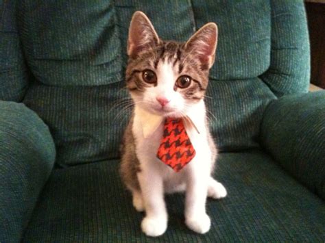 cute animal tie.